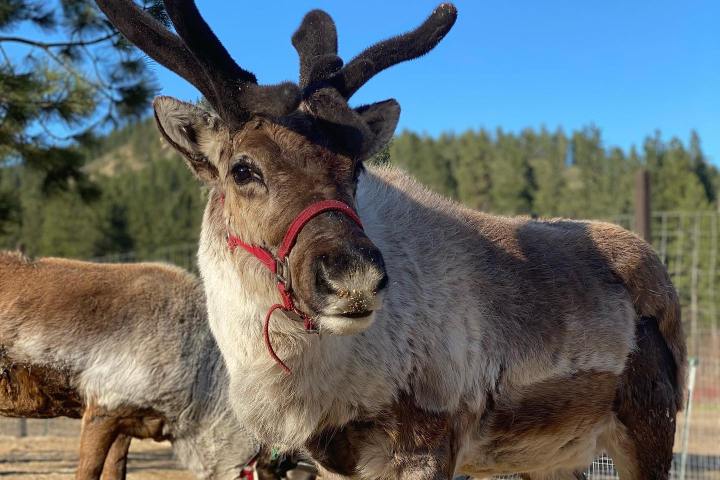 a herd of sheep standing on top of a dirt field