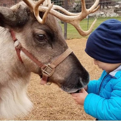 a person petting a deer