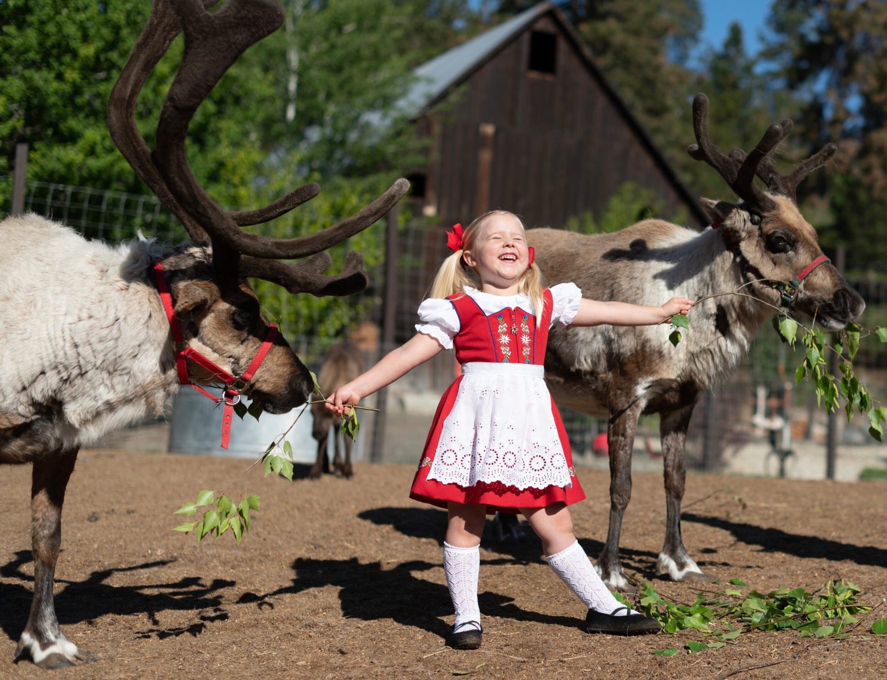 Reindeer farm tours leavenworth reindeer farm