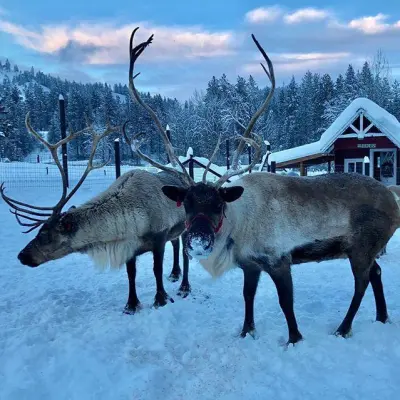 a group of sheep that are standing in the snow