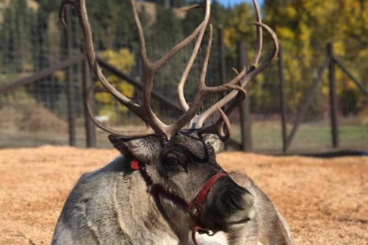 a deer lying down in the dirt