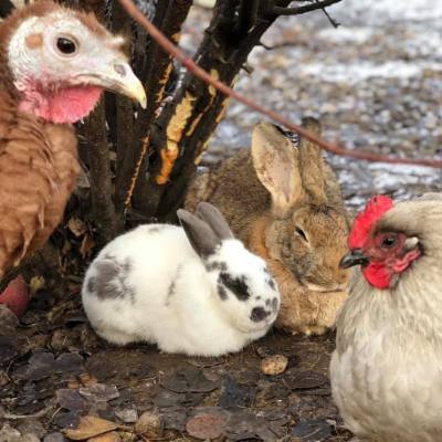 a close up of a bird