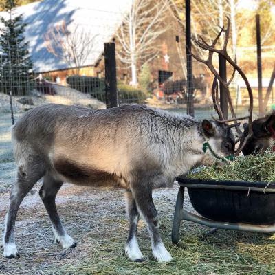 a group of sheep eating grass on a sunny day