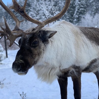 a deer standing in the snow