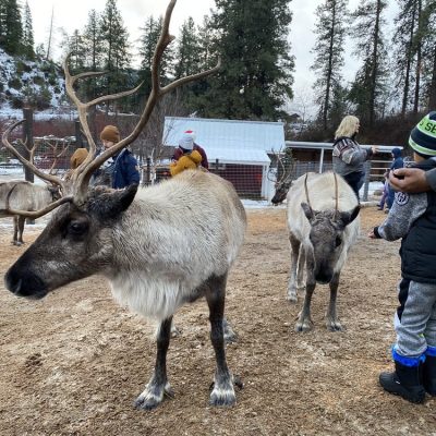 a deer standing in the dirt