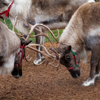 a group of sheep standing next to a dog