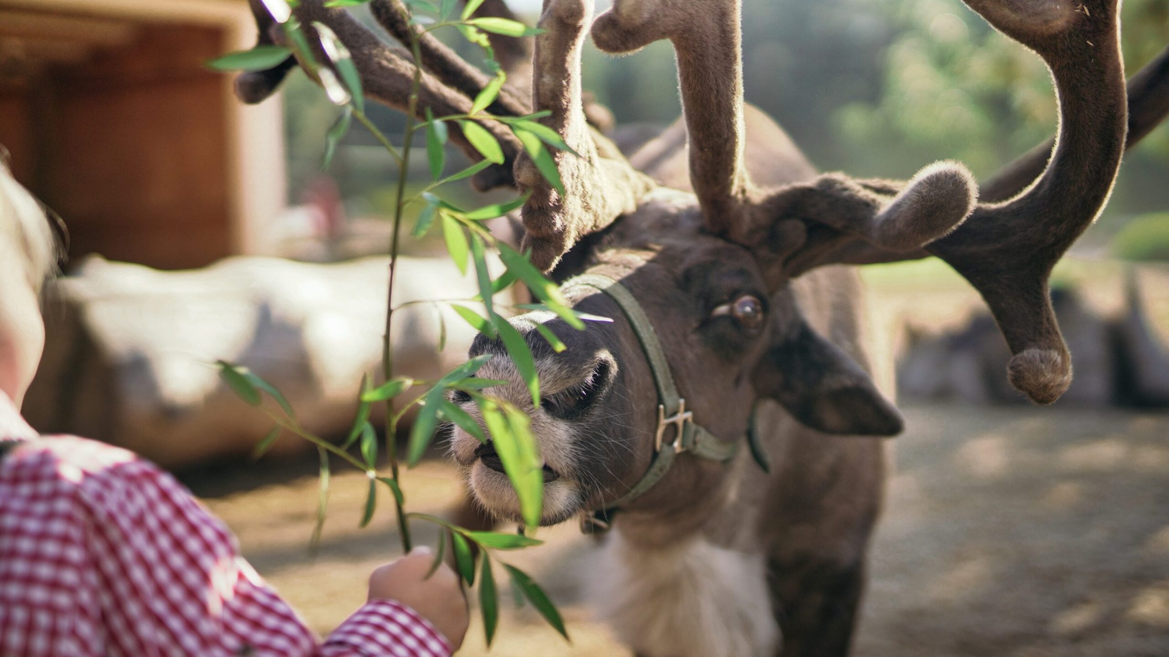 a person holding an animal