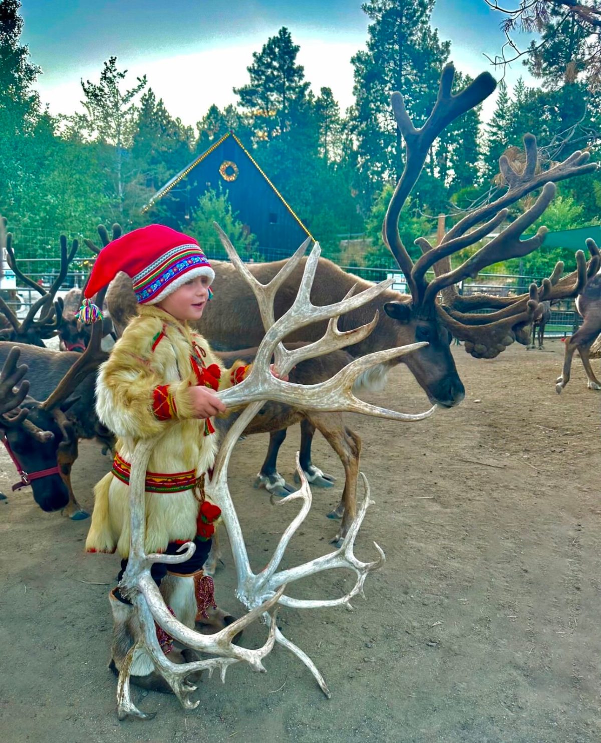 a dog wearing a costume