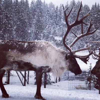 a deer standing in the snow
