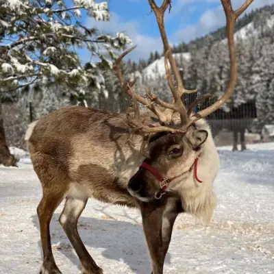 a deer standing next to a dog