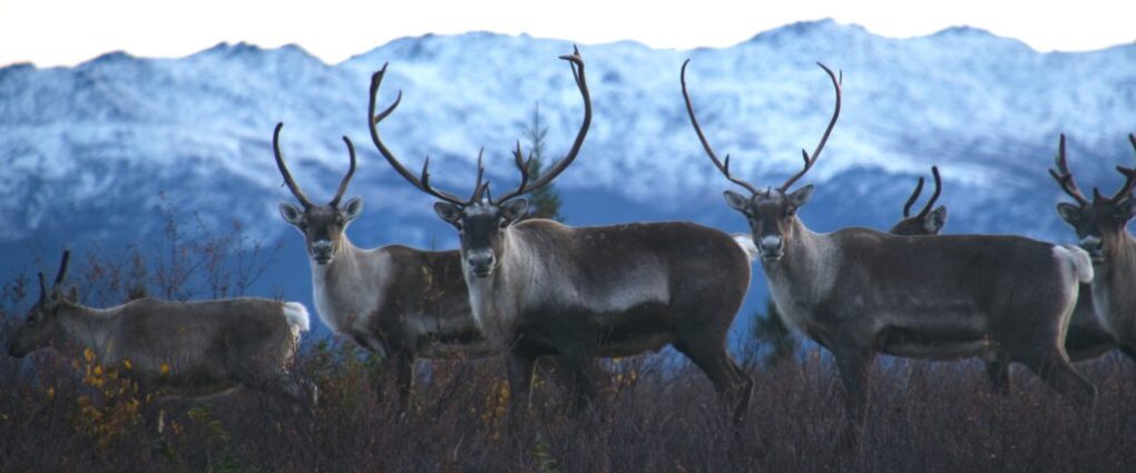 a herd of cattle standing on top of a lush green field