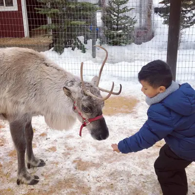 a baby sheep standing in the snow