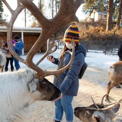 a person petting a sheep