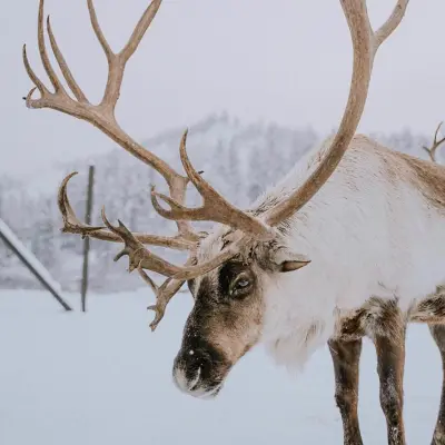 a deer standing in the snow