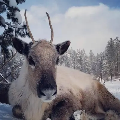 a herd of sheep standing on top of a snow covered field