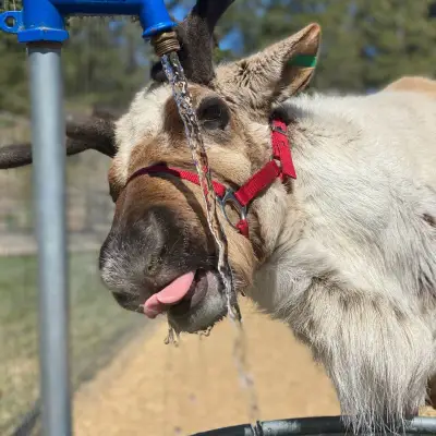 a close up of an animal