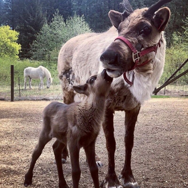 Fawn nuzzling a reindeer in a fenced area, with a horse in the background.